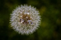 Dandelion background. Free public domain CC0 image.