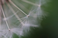 Dandelion background. Free public domain CC0 photo.