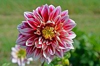 Red dahlia. Free public domain CC0 image.