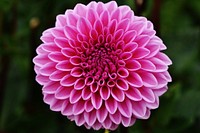 Pink dahlia background. Free public domain CC0 photo.