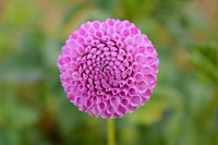 Pink dahlia background.  Free public domain CC0 image.