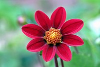 Red dahlia background. Free public domain CC0 image.