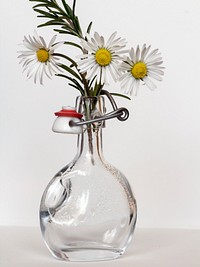 White daisy background. Free public domain CC0 image.