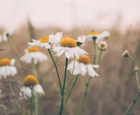 White daisy background. Free public domain CC0 photo.