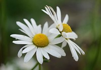 White daisy background. Free public domain CC0 image.