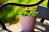 Red everlasting flower on bench. Free public domain CC0 photo.