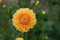 Yellow dahlia background.  Free public domain CC0 image.