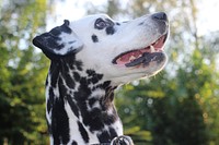 Black & white dog close up face. Free public domain CC0 photo.