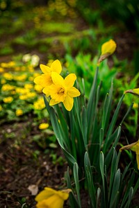 Free yellow daffodil image, public domain flower CC0 photo.