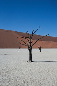 Dry deserted field background. Free public domain CC0 photo.