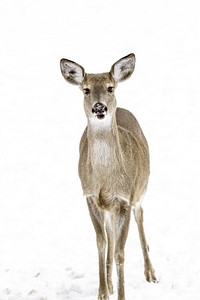 Sambar deer in snow field. Free public domain CC0 photo.