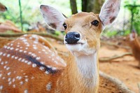 Chital deer in the field. Free public domain CC0 photo.