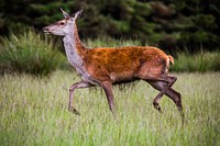 Cute deer background. Free public domain CC0 photo.