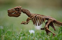 Dinosaur skeleton. Free public domain CC0 image.