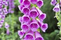 Pink foxglove background. Free public domain CC0 photo.