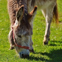 Donkey photo. Free public domain CC0 image.