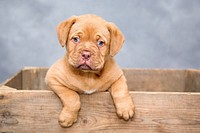 Dogue de bordeaux puppy in wooden crate. Free public domain CC0 photo