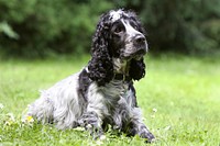 Black & white dog lying on grass. Free public domain CC0 photo.