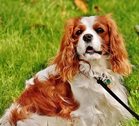 White & brown furry dog with leash. Free public domain CC0 photo.