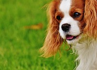 White & brown furry dog close up face. Free public domain CC0 photo.