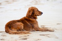 Golden retriever. Free public domain CC0 photo.