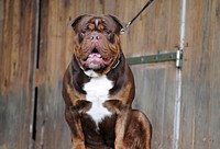 Brown dog close up face. Free public domain CC0 photo.