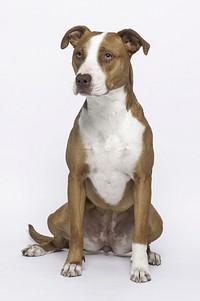 White & brown dog sitting on white background. Free public domain CC0 photo.