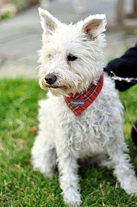 White furry dog with red scarf on grass field. Free public domain CC0 photo.