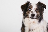 Black and white dog with one blue eye. Free public domain CC0 photo.