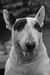 Spotted black and white dog. Free public domain CC0 photo.