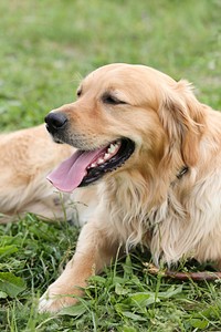 Golden retriever lying on grass. Free public domain CC0 photo.