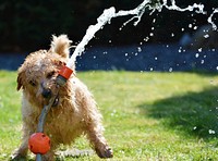 Dog playing with water hose. Free public domain CC0 photo.