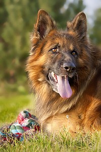 Brown dog portrait close up face. Free public domain CC0 photo.