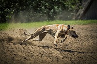 Dog running fast. Free public domain CC0 image.