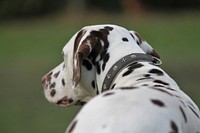 Dalmatian. Free public domain CC0 photo.