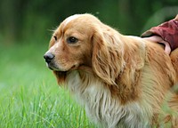 Brown furry dog on grass. Free public domain CC0 photo.