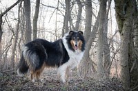 Rough collie dog. Free public domain CC0 photo.