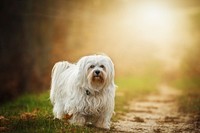 White furry dog with sunlight. Free public domain CC0 photo.