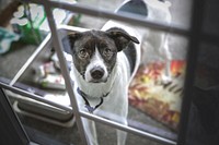 Black and white dog looking at camera. Free public domain CC0 photo