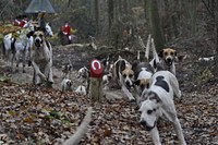 Group of dogs running in forest. Free public domain CC0 photo