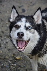 Black and white dog barking. Free public domain CC0 photo.