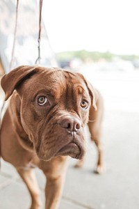 Brown bulldog close up face. Free public domain CC0 photo.