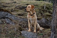 Labrador retriever sitting in nature. Free public domain CC0 photo.