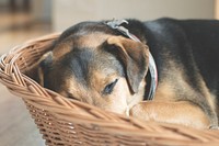 Beagle sleeping on wicker basket. Free public domain CC0 photo.