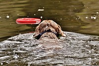 Dog swimming to get red toy on water. Free public domain CC0 photo