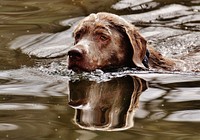 Dog swimming in river. Free public domain CC0 photo.