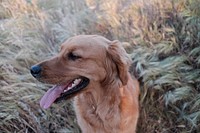 Dog in reed field. Free public domain CC0 photo.