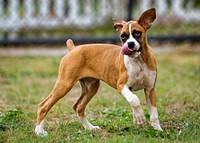 Brown dog playing on grass field. Free public domain CC0 photo.