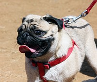 White dog with red chest strap and leash. Free public domain CC0 photo.