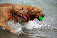 Golden retriever playing in water. Free public domain CC0 photo.